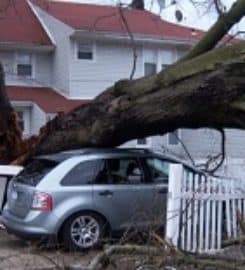 Woodchuck Tree Service