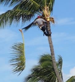HAWAII TREE SERVICE