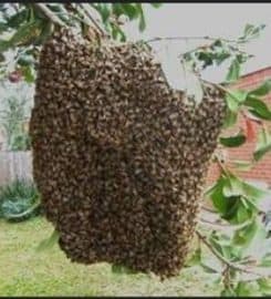pest control huntington N.Y