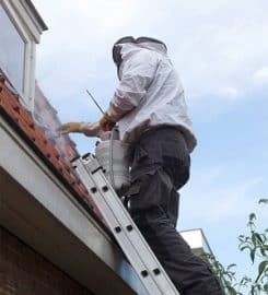 Beehive Removal and Repair LLC
