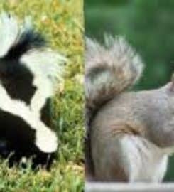 Wild Thingz Wildlife Removal