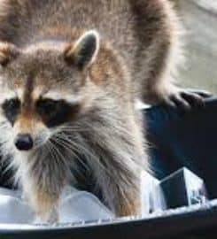 Wild Thingz Wildlife Removal