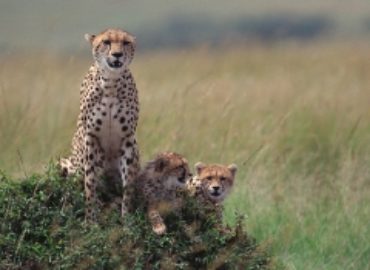 SED ADVENTURES TOURS AND SAFARIS