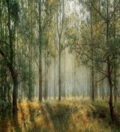Placerville Tree Service