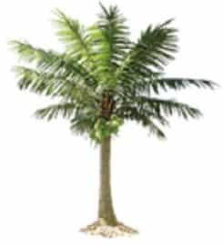 HAWAII TREE SERVICE