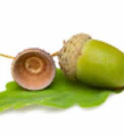 Real Acorn Property Solutions