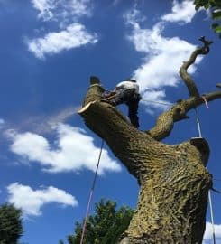 ARB UK – Tree Surgeons Oxford