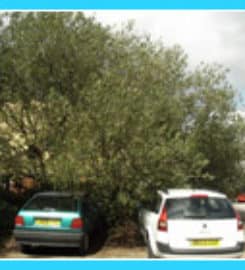 SLP Vegetation Solutions