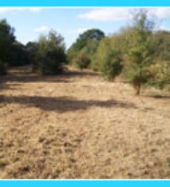 SLP Vegetation Solutions