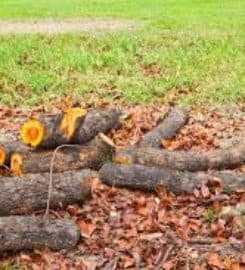 South Denver Tree Service