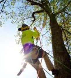 Owens Brothers Tree Service