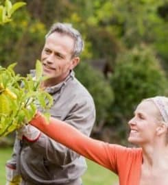 Tree Solutions Dr Philips
