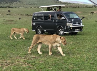 ALL SCENERY BUDGET SAFARIS