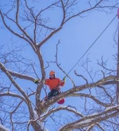 Tree Solutions Dr Philips