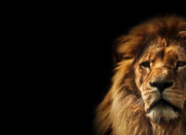 Alpha Lions Group