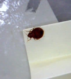 Bed Bug Exterminator San Francisco