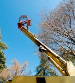Pro Tree Service of Savannah