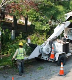 Pro Tree Service of Savannah