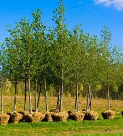 Pro Tree Service of Savannah