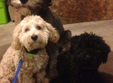 Cornerstone Dog Training