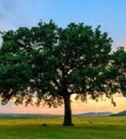 home tree service removal