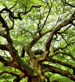home tree service removal