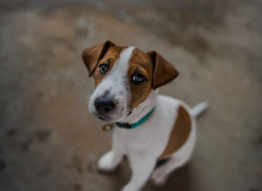 Evans Animal Hospital