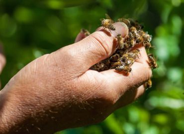 D-Tek Live Bee Removal San Diego
