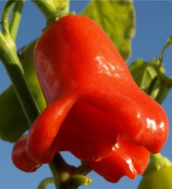 La Maison du Piment