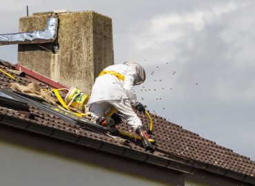D-Tek Live Bee Removal San Diego