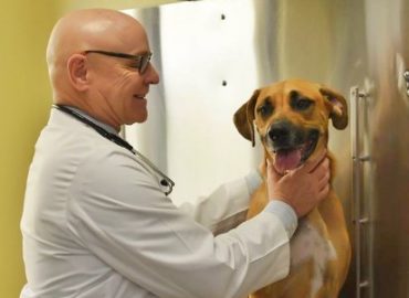 Care Animal Hospital