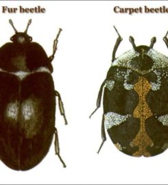 Budget Pest Control, Inc.