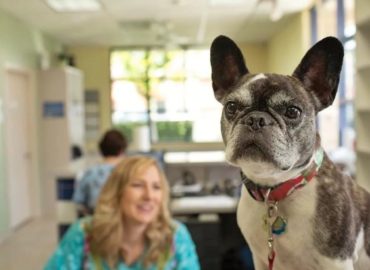 Care Animal Hospital