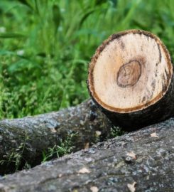 Southlake Tree Service Company