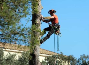 Prime Tree Service Columbus