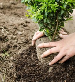 Southlake Tree Service Company