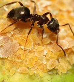 Budget Pest Control, Inc.