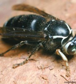 Budget Pest Control, Inc.