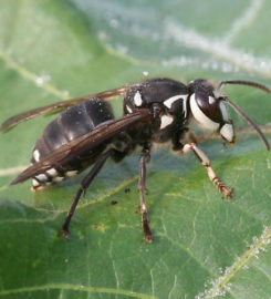 Budget Pest Control, Inc.