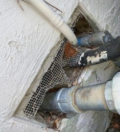 Sf Rodent Control
