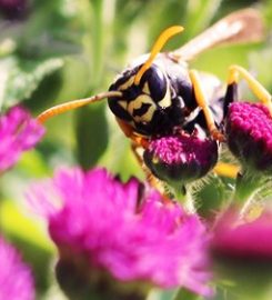 Budget Pest Control, Inc.
