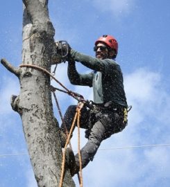 Elk Grove Tree Care