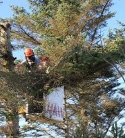 SWFL Tree Service Wesley Chapel