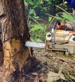 Elk Grove Tree Pros