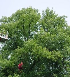 Elk Grove Tree Pros