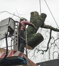 SWFL Tree Service Wesley Chapel