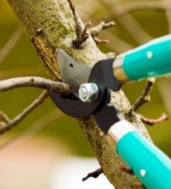 Elk Grove Tree Pros