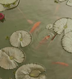 Aquascape Designers in Bangalore