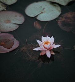 Aquascape Designers in Bangalore