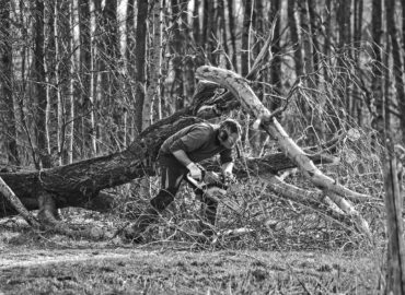 Tree Service Rochester Hills